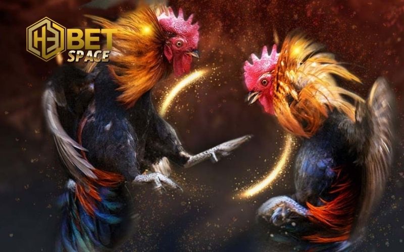 Đá gà trực tiếp Thomo: Lịch thi đấu và địa điểm xem uy tín 3 đá gà trực tiếp thomo